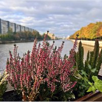 Цветы на набережной. :: Валерия Комова Цветы на набережной. :: Валерия Комова