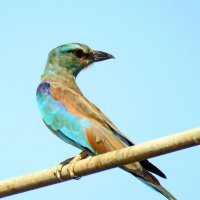 Сизоворонка :: Николай Волков Сизоворонка :: Николай Волков