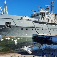 Бесстрашные лебеди Балтийска. :: Ольга 