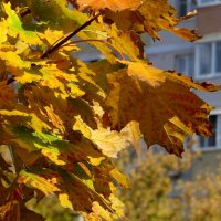 Тиха осенняя краса в лучах октябрьского света... :: Татьяна Смоляниченко Тиха осенняя краса в лучах октябрьского света... :: Татьяна Смоляниченко