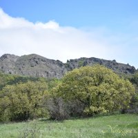 Природа Крыма :: Amazing Cosmea