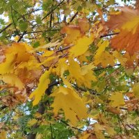 ,,, :: Сергей Тимоновский