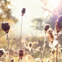 *** :: Елена Kазак (selena1965)