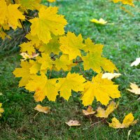 Золото октября :: Светлана 