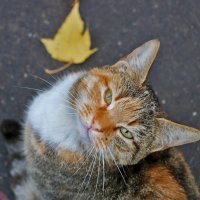 Киса-кокетка :: Светлана 