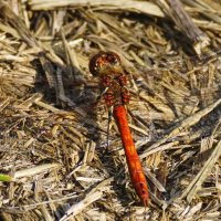 Стрекоза :: Игорь Сикорский