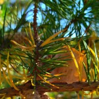 Осенние тона :: светлана льдокова