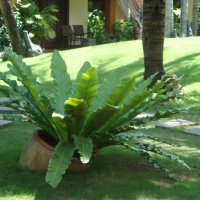 природа :: николай 