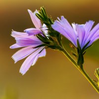 Васильки :: Игорь Протасов