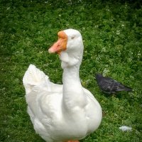 Гусь достойный! :: Лилия *