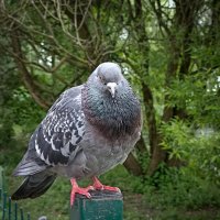 Голубок. :: Лилия * Голубок. :: Лилия *