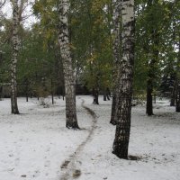 Березы :: Андрей Макурин