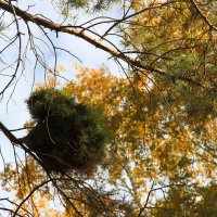 Осень :: Венера Чуйкова