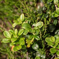 Про бруснику... :: Николай Гирш