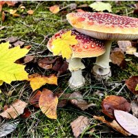 "Загадки о мухоморах"... С белой ножкой, в красной шапке :: "The Natural World" Александер