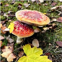 У меня нарядный вид, Жаль, я очень ядовит. :: "The Natural World" Александер У меня нарядный вид, Жаль, я очень ядовит. :: "The Natural World" Александер