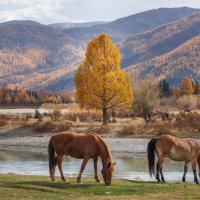 Алтай :: Sergey38 