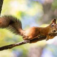 Держусь :: Alex Bush