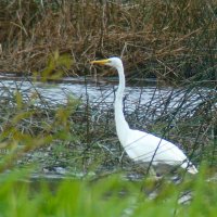 большая белая цапля :: gawrilа - dan большая белая цапля :: gawrilа - dan