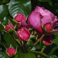 *** :: Александр *** :: Александр