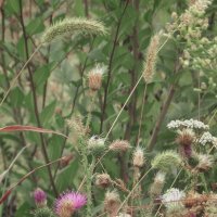 *** :: Лера *** :: Лера