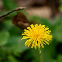 Про одуванчик... :: Николай Гирш Про одуванчик... :: Николай Гирш