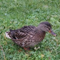 *** :: Денис Бочкарёв