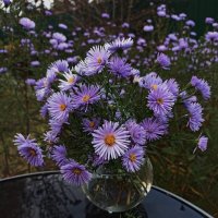 Нас осень балует подарками! :: veilins veilins