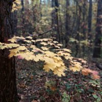 листва в режиме "портрет" на мобиле :: Артём 