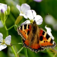 опять бабочки  2 :: Александр Прокудин