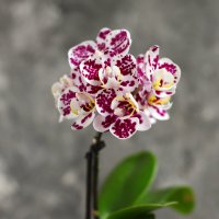 Моя коллекция орхидей :: Irene Irene Моя коллекция орхидей :: Irene Irene