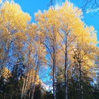 Осень :: Сапсан 