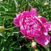 Пион :: Андрей Хлопонин