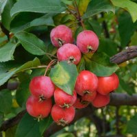 Яблоня китайка красная :: Наиля 