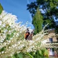 Адмирал на гречишнике :: Veera V