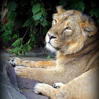 дикие кошечки :: Олег Лукьянов дикие кошечки :: Олег Лукьянов