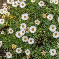 Октябрята :: Валерий Иванович Октябрята :: Валерий Иванович