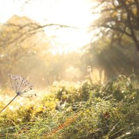 *** :: Елена Kазак (selena1965) *** :: Елена Kазак (selena1965)