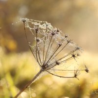 *** :: Елена Kазак (selena1965)