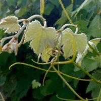 Детали природы :: Роман Савоцкий