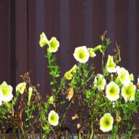 Возле дома :: Людмила Смородинская