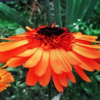 Красавица :: Людмила Смородинская Красавица :: Людмила Смородинская