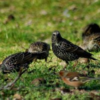 Перед вылетом нужно подкрепится... :: Николай Саржанов