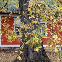 Двухглазый ... :: Лариса Корж