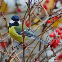 Обед у синицы :: николай 