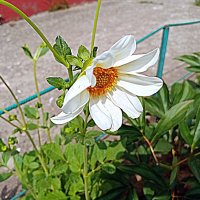 Цветы. :: Владимир Драгунский