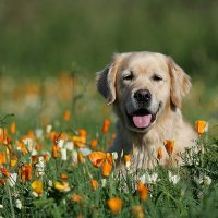 Мой друг :: николай 