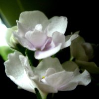 Фиалка :: Елена Семигина Фиалка :: Елена Семигина