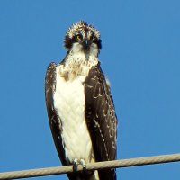 Скопа. :: Николай Волков