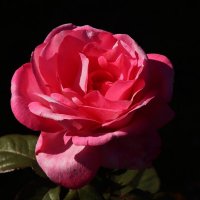 Доброе утро :: Юрий. Шмаков